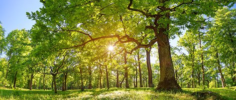 Die Sonne scheint auf einen grünen Wald.