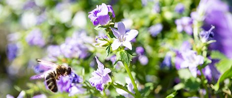 A bee is flying over purple flowers.